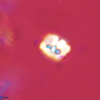 Perideraiolithos seherae 59096