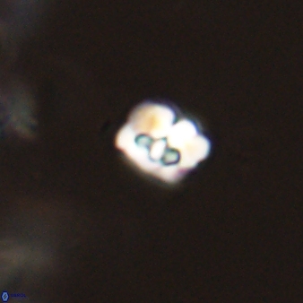 Perideraiolithos seherae 59097