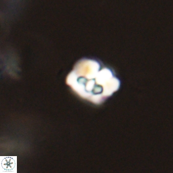 Perideraiolithos seherae 59097
