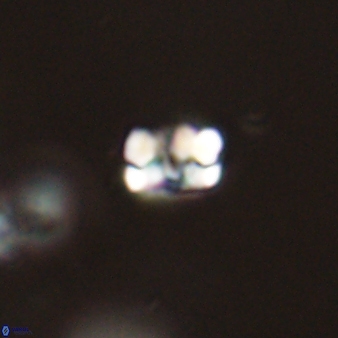 Perideraiolithos seherae 59098