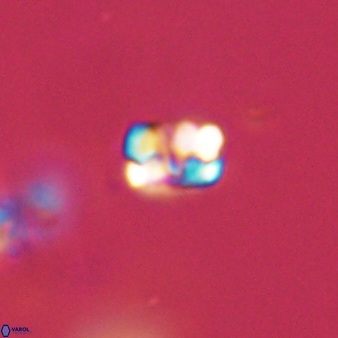 Perideraiolithos seherae 59099