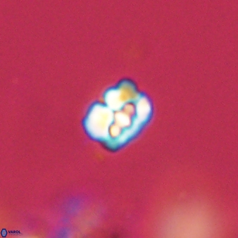 Perideraiolithos seherae 59100