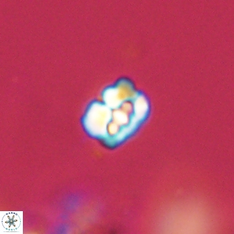Perideraiolithos seherae 59100