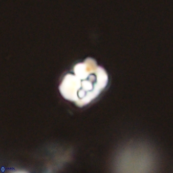 Perideraiolithos seherae 59101