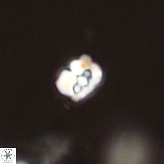 Perideraiolithos seherae 59101