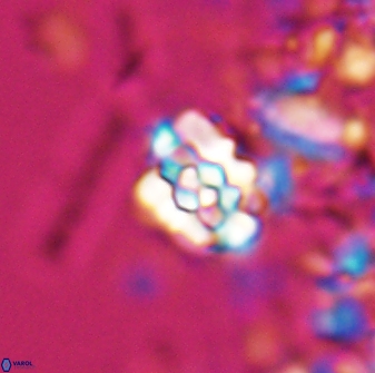 Perideraiolithus ponticus 25974
