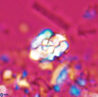 Perideraiolithus ponticus 25975