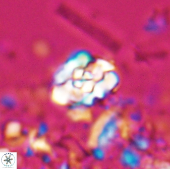 Perideraiolithus ponticus 25975