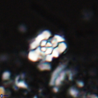Perideraiolithus ponticus 25976