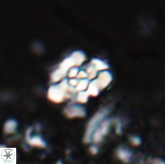 Perideraiolithus ponticus 25976