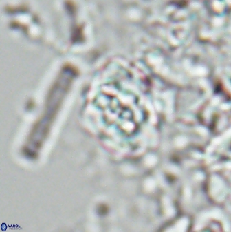 Perideraiolithus ponticus 25977