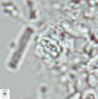 Perideraiolithus ponticus 25977