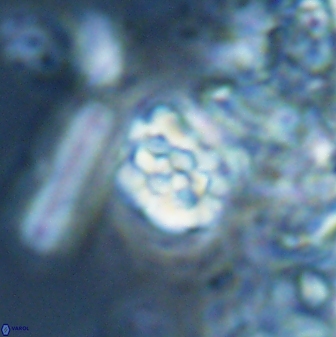 Perideraiolithus ponticus 25978