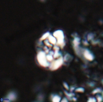 Perideraiolithus ponticus 25972