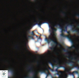 Perideraiolithus ponticus 25972