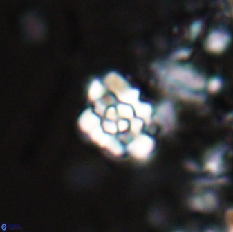 Perideraiolithus ponticus 25973