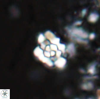 Perideraiolithus ponticus 25973