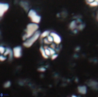 Perideraiolithus ponticus 23424