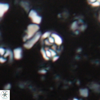 Perideraiolithus ponticus 23424