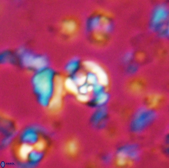 Perideraiolithus ponticus 23426