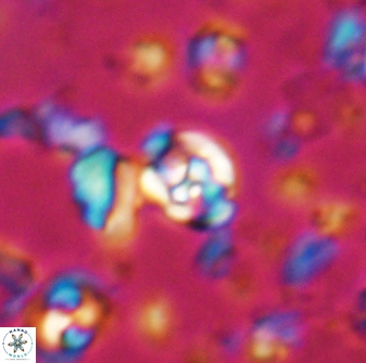 Perideraiolithus ponticus 23426