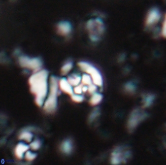 Perideraiolithus ponticus 23427