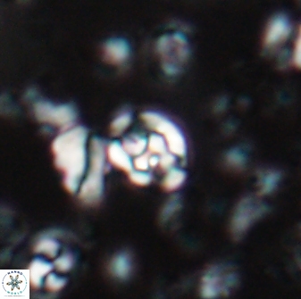 Perideraiolithus ponticus 23427