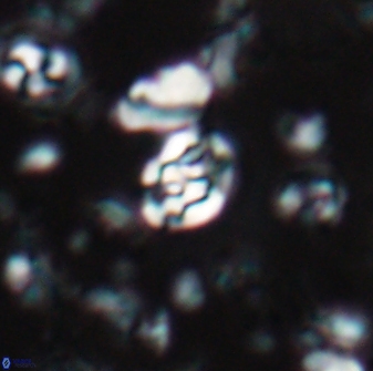 Perideraiolithus ponticus 23428