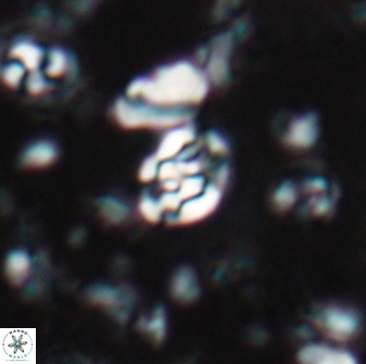 Perideraiolithus ponticus 23428