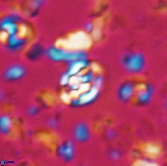 Perideraiolithus ponticus 23429