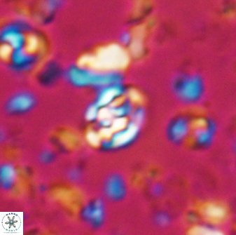 Perideraiolithus ponticus 23429