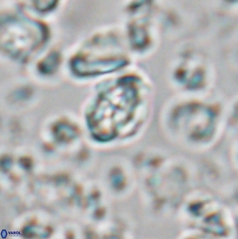 Perideraiolithus ponticus 23430