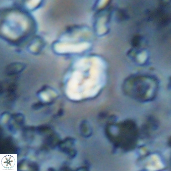 Perideraiolithus ponticus 23431