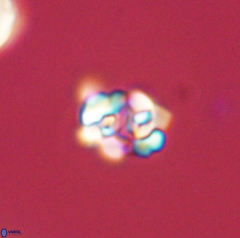 Perideraiolithus ponticus 59024