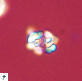 Perideraiolithus ponticus 59024