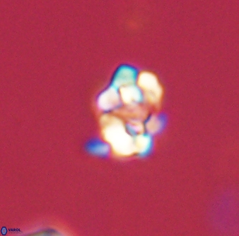 Perideraiolithus ponticus 59025