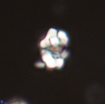 Perideraiolithus ponticus 59026