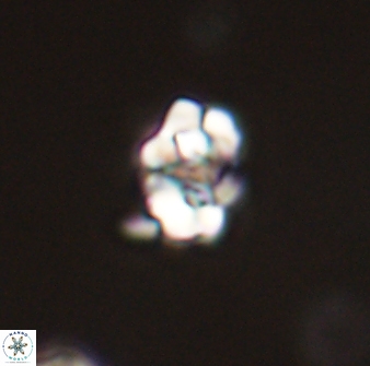 Perideraiolithus ponticus 59026