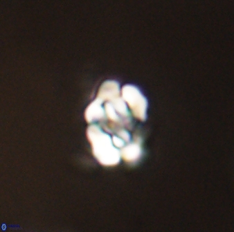 Perideraiolithus ponticus 59027