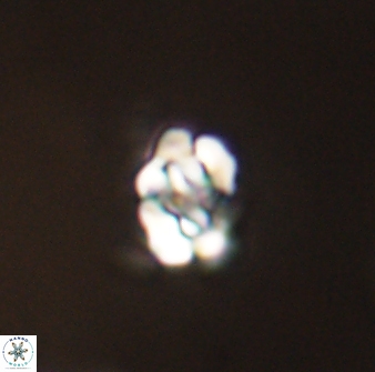 Perideraiolithus ponticus 59027