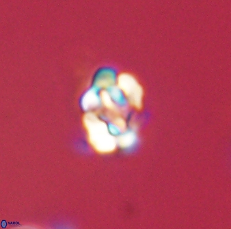 Perideraiolithus ponticus 59028