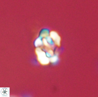 Perideraiolithus ponticus 59028