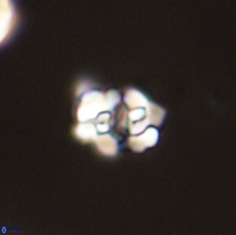 Perideraiolithus ponticus 59023