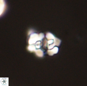 Perideraiolithus ponticus 59023