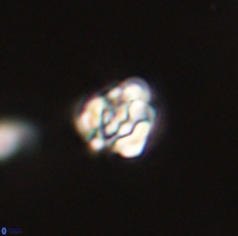 Perideraiolithus ponticus 59034