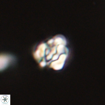 Perideraiolithus ponticus 59034