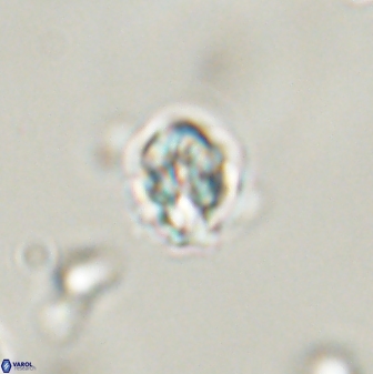 Perideraiolithus ponticus 59035