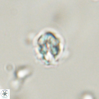 Perideraiolithus ponticus 59035