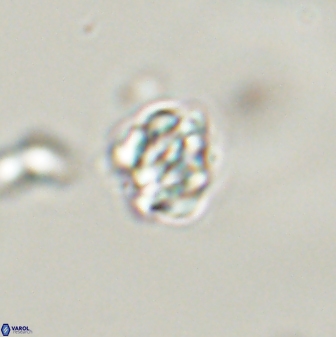Perideraiolithus ponticus 59036