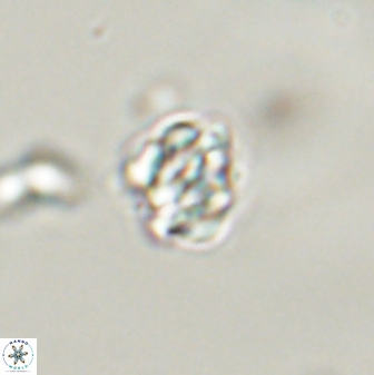 Perideraiolithus ponticus 59036